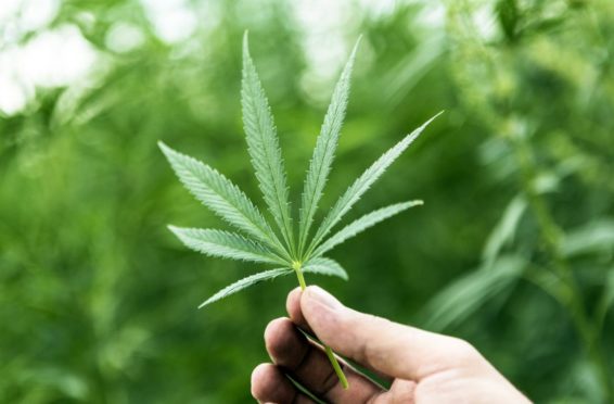 investire in cannabis
